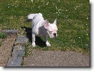 Bouledogue francais, French Bulldog