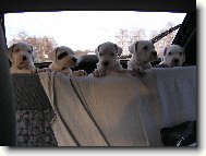 Dogo Argentino
