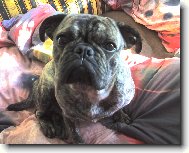Pug