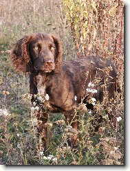 Deutscher Wachtelhund, German Spaniel