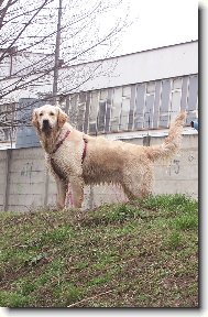 Golden Retriever