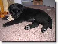 Rottweiler