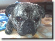Pug