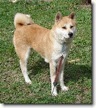 Japanese Akita