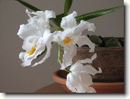 Coelogyne