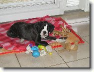Deutscher Boxer