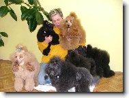 Poodle, Caniche
