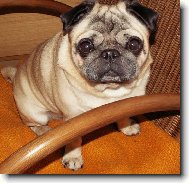 Pug