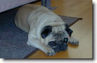 Pug