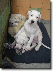 Dogo Argentino