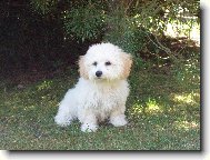 Bichon á poil frisé, Bichon Frise