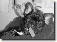 Bouledogue francais, French Bulldog
