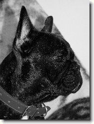 Bouledogue francais, French Bulldog
