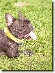 Bouledogue francais, French Bulldog