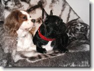 Bouledogue francais, French Bulldog