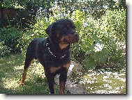 Rottweiler