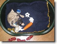 Pug