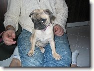 Pug