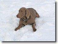 Weimaraner, Weimaraner Vorsterhund