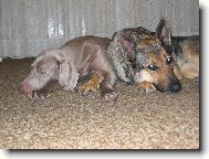 Weimaraner, Weimaraner Vorsterhund