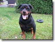 Rottweiler
