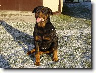 Rottweiler