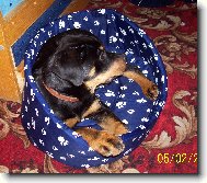 Rottweiler