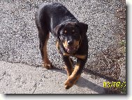 Rottweiler