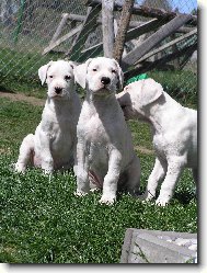 Dogo Argentino