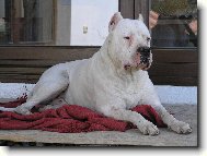 Dogo Argentino