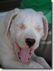 Dogo Argentino