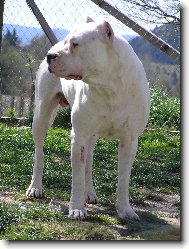Dogo Argentino