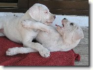 Dogo Argentino