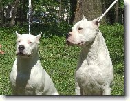 Dogo Argentino