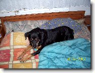 Rottweiler