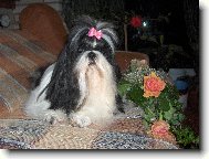 icu, Shih-Tzu