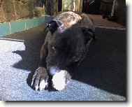 American Staffordshire Terrier