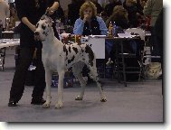 Deutsche Dogge