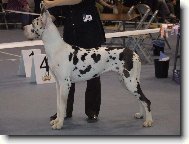 Deutsche Dogge