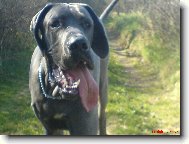 Deutsche Dogge