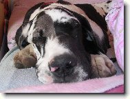 Deutsche Dogge