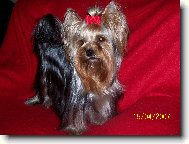 Jorkšírský terier, Yorkshire Terrier,