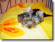 Jorkšírský terier, Yorkshire Terrier,