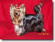 Jorkšírský terier, Yorkshire Terrier,