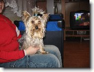 Jorkšírský terier, Yorkshire Terrier,