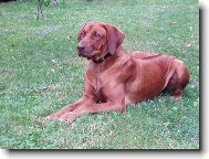 Rhodesian Ridgeback