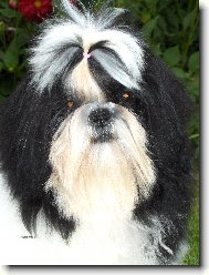 icu, Shih-Tzu