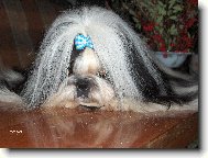icu, Shih-Tzu