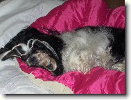 icu, Shih-Tzu