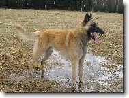 Chien de Berger Belge - Malinois